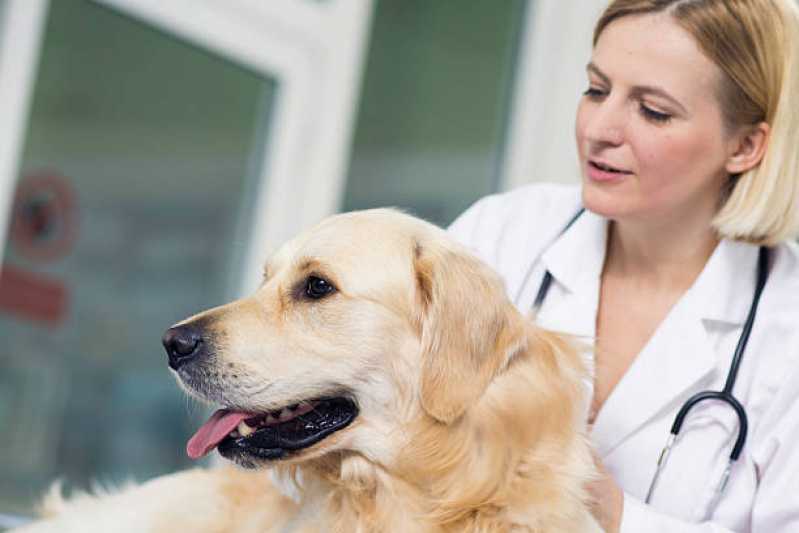 Teste Pcr Leishmaniose Canina Vassouras - Teste de Leishmaniose em Cachorros