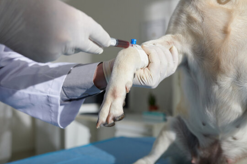 Testes de Adenovírus em Cachorros Guarapuava - Teste de Coronavírus Entérico