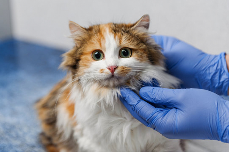 Testes de Gato Fiv e Felv Seropédica - Teste Fiv Felv para Gatos