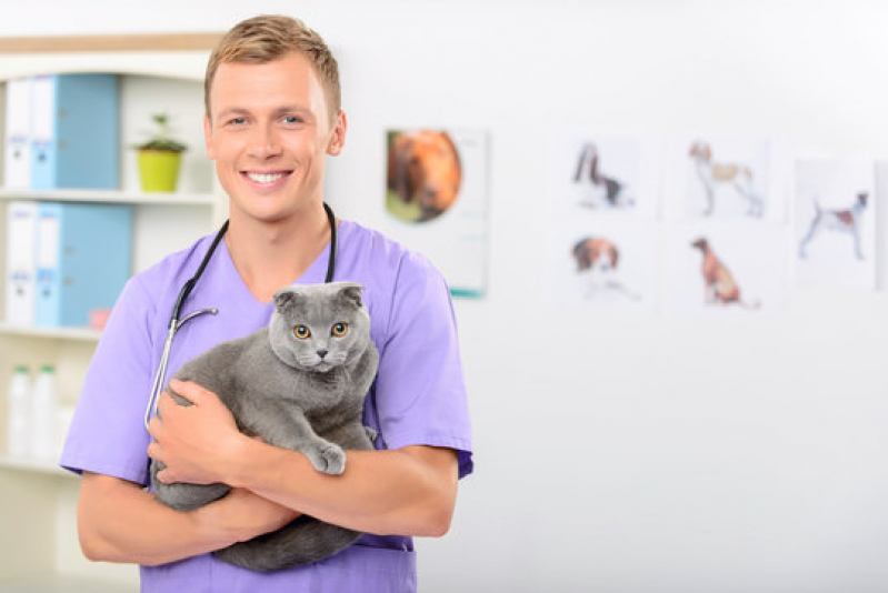 Testes de Sangue Fiv e Felv Americana - Teste para Gatos Fiv e Felv