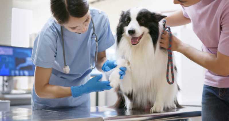 Testes Genéticos para Cães Carmo - Teste Genético para Animais