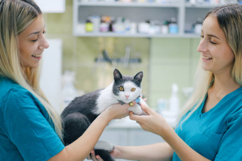 Testes Genéticos para Gatos Porto Real - Teste Genético para Animais