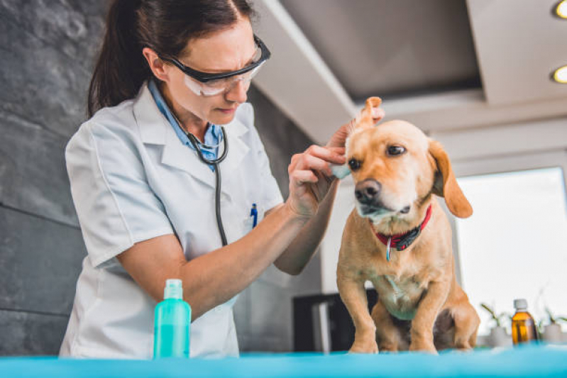 Testes para Detectar Leishmaniose Aruja - Teste de Leishmaniose em Cachorros