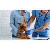 clínica especialista em exame herpesvírus canino Bahia