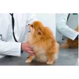 clínica especialista em exame respiratório em cachorros Moeda