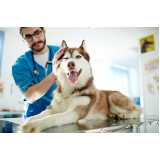 clínica especializada em diagnóstico de doença canina Lins