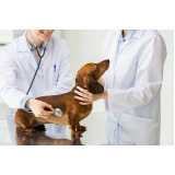 clínica especializada em diagnóstico de doença de cachorros São Roque