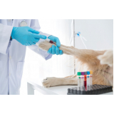 clínica especializada em diagnóstico de hemoparasita animal Carmo