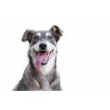clínica especializada em diagnóstico de leishmania braziliensis canina Jandira