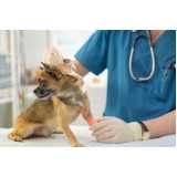 clínica especializada em diagnóstico de leishmaniose canina Matão
