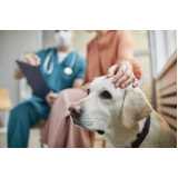 clínica especializada em diagnóstico de leishmaniose em cachorros Barreiras