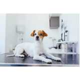 clínica especializada em diagnóstico leishmaniose canina Coronel Fabriciano