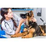 clínica especializada em diagnóstico pcr veterinário Saquarema