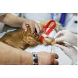 clínica especializada em exame anemia felina Porto Real
