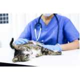 clínica especializada em exame de anemia em gatos Varre-Sai