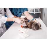 clínica especializada em exame de anemia felina Tanguá