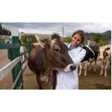 clínica especializada em exame de brucelose em bovinos São João das Missões