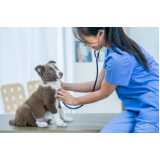 clínica especializada em exame de cinomose para cães Acre