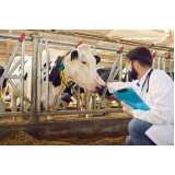 clínica especializada em exame de diarreia em bovinos Sooretama