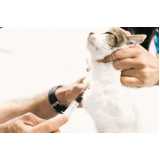 clínica especializada em exame de fiv em gatos Distrito Federal