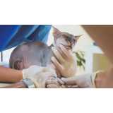 clínica especializada em exame de pcr em gatos Guarulhos