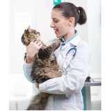 clínica especializada em exame de pif em gatos Jaboticabal