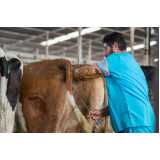 clínica especializada em exame de produção em bovinos Niterói