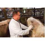 clínica especializada em exame especializado em bovinos Dumont