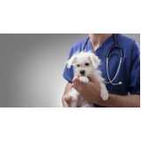 clínica especializada em teste de adenovírus em cachorros Leme
