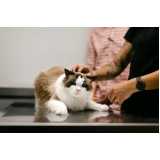 clínica especializada em teste de diarreia em gatos Salto do Lontra