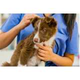clínica especializada em teste de leishmaniose canina Petrópolis