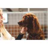 clínica especializada em teste de leishmaniose em cães Barbacena