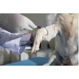 clínica especializada em teste de parvovírus em cães Cardoso Moreira