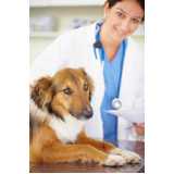 clínica especializada em teste de pcr leishmaniose canina Matão