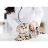 clínica especializada em teste fiv felv em gatos Porto Real