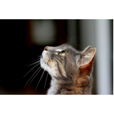 clínica especializada em teste fiv felv para gatos Sumaré