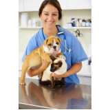 clínica especializada em teste genético em cachorros Barreiras