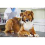 clínica especializada em teste genético para cães Santa Barbara do Oeste