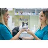 clínica especializada em teste genético para gatos Craraguatatuba