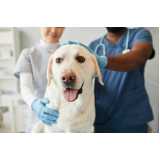 clínica especializada em teste leishmaniose canina Itaúna