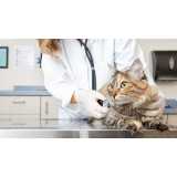 clínica especializada em teste para gatos fiv felv Carapebus