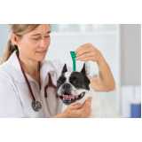diagnóstico da doença do carrapato canino Arapongas