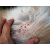 diagnóstico da doença do carrapato do cachorro Muriae