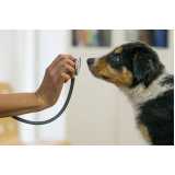 diagnóstico de doença canina empresa Monte Verde