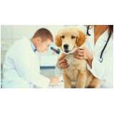 diagnóstico de doença canina Arapongas