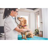 diagnóstico de doença de cachorro clínica Poços de Caldas