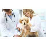 diagnóstico de doença de cachorros clínica Zona Norte