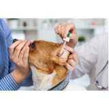 diagnóstico de doença de cachorros Batatais