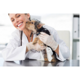 diagnóstico de doença infecciosa em animais clínica Varre-Sai