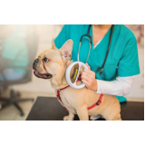 diagnóstico de doenças de cachorros clínica Natividade